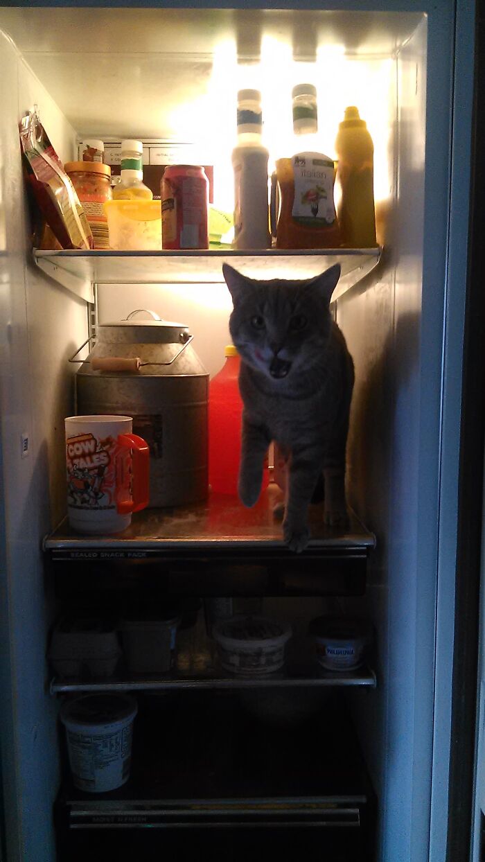 Link Learned To Open The Fridge And Would Yell At Me When I Would Tell Him To Get Out! He Would Pull The Bottom Of The Door Open With His Paw And Climb Up In There