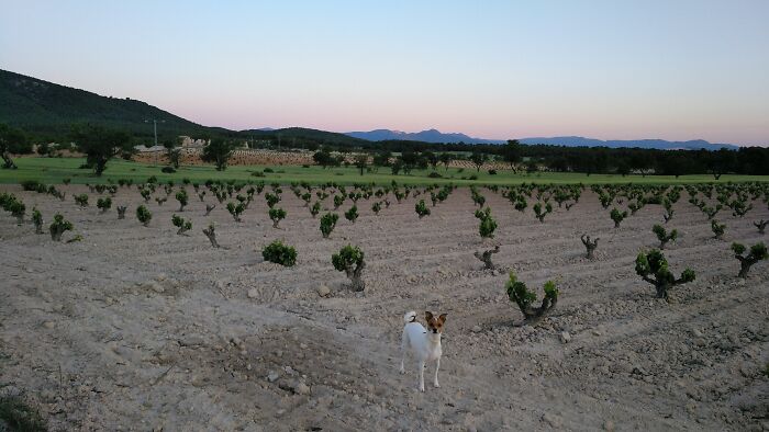 Pipo In The Vines. Spain