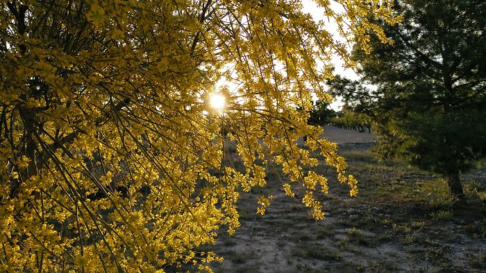 Sunrise Through The Groom Blossom