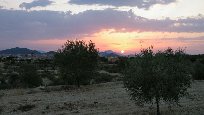 Olive Trees In The Early Morning. Murcia, Southern Spain