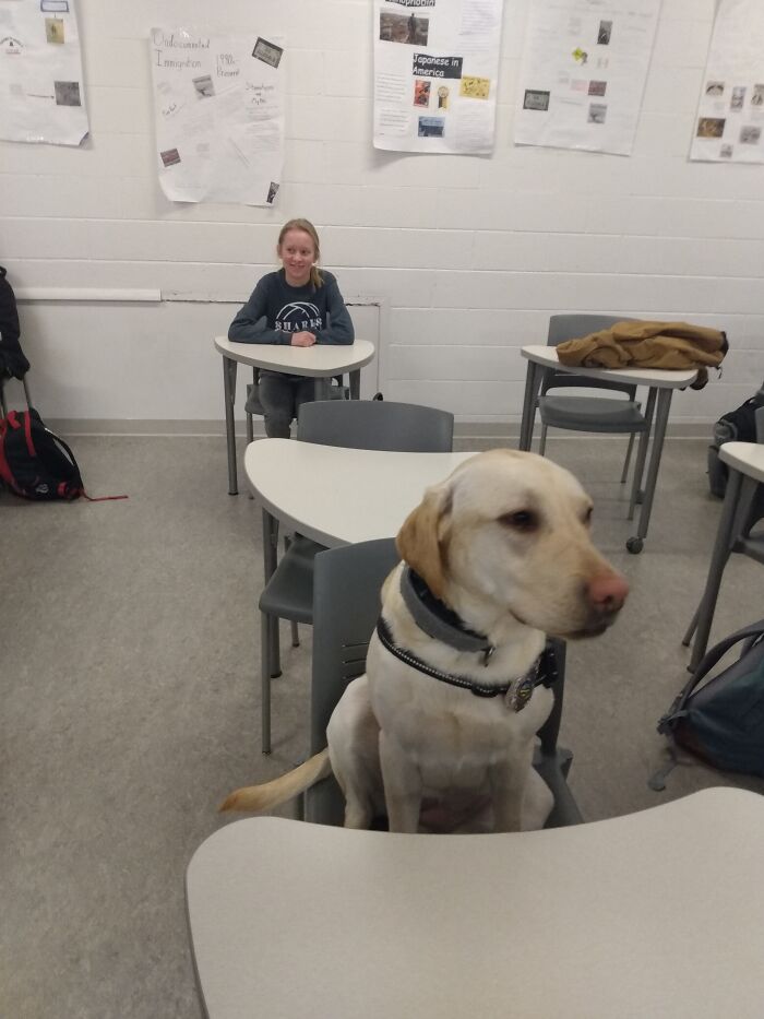 This Is Mercy. She Learned How To Use Chairs And She Sits At Desks. 14/10
