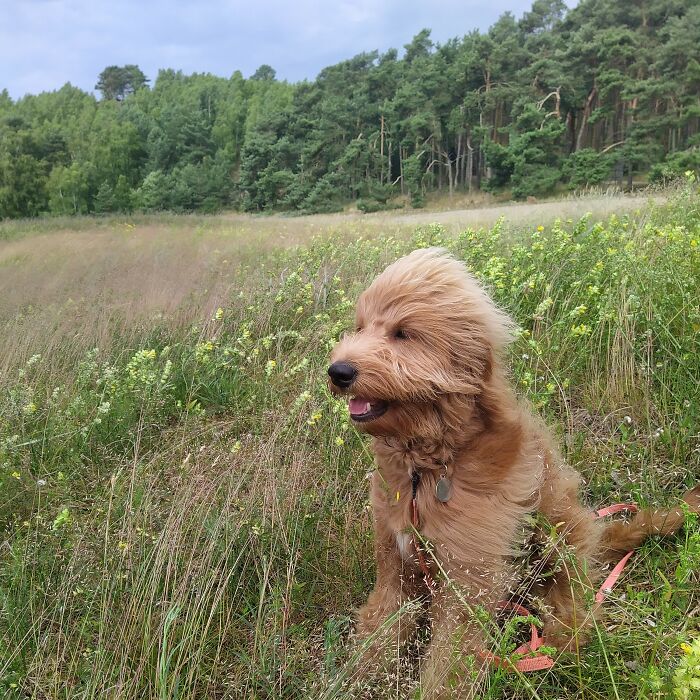 My Goldendoodle Gėris