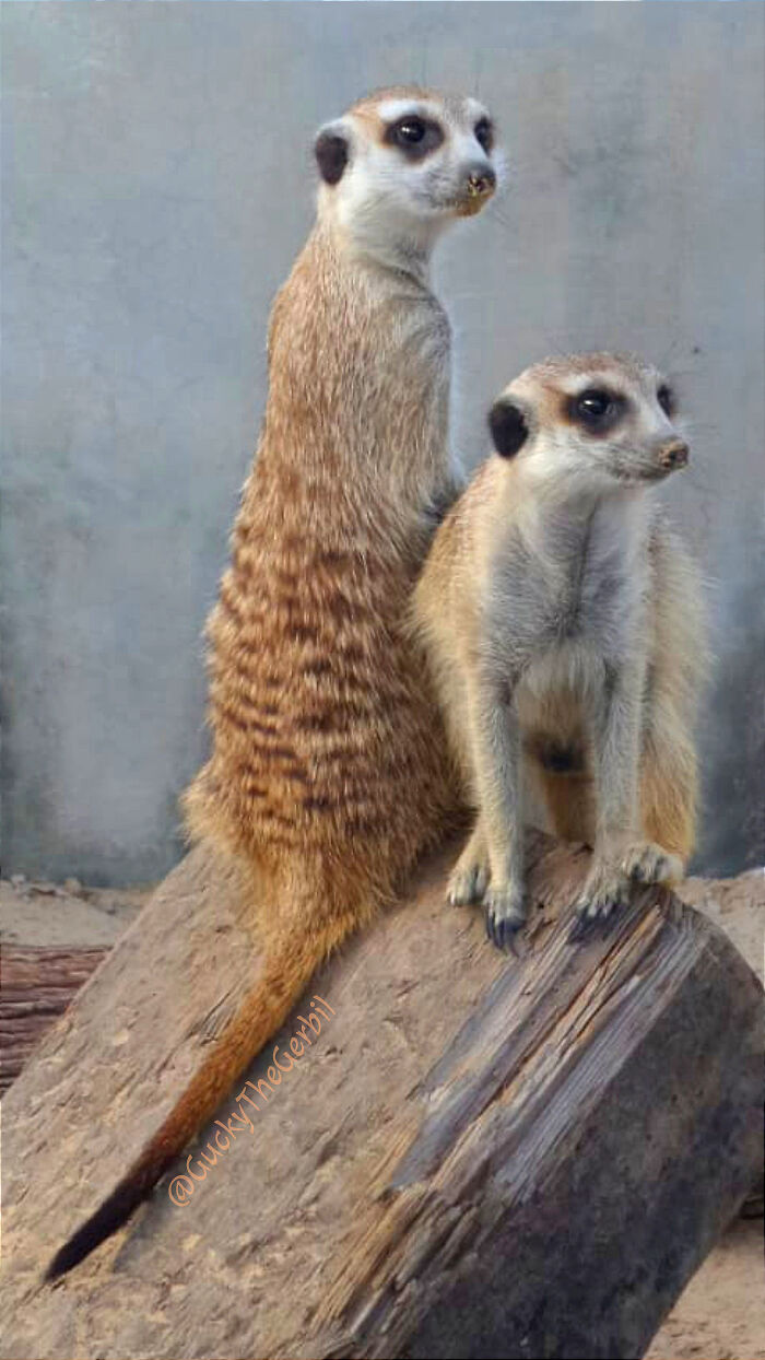 My Little Friends On A Petting Farm In Dubai Uae! Furry Tot And Fuzzy Tot!