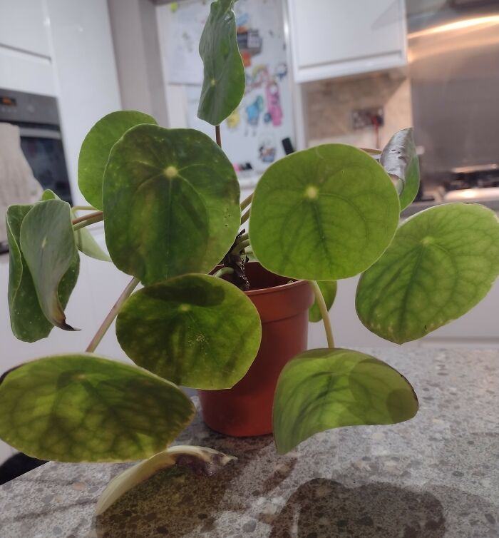 Help! I Need To Know What This Plant Is! Is It Dangerous??