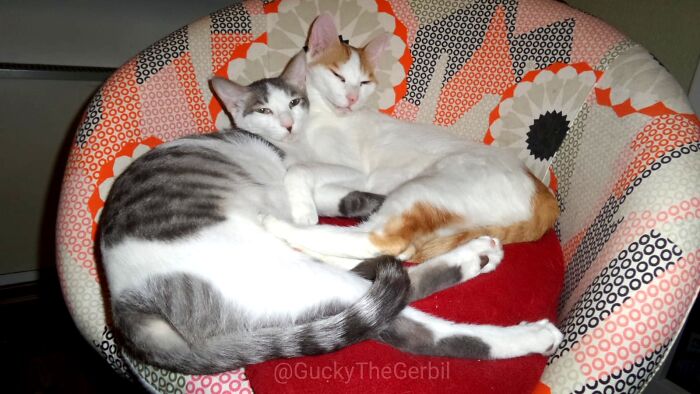 Gotta Be This Chair. It's Always In Use!