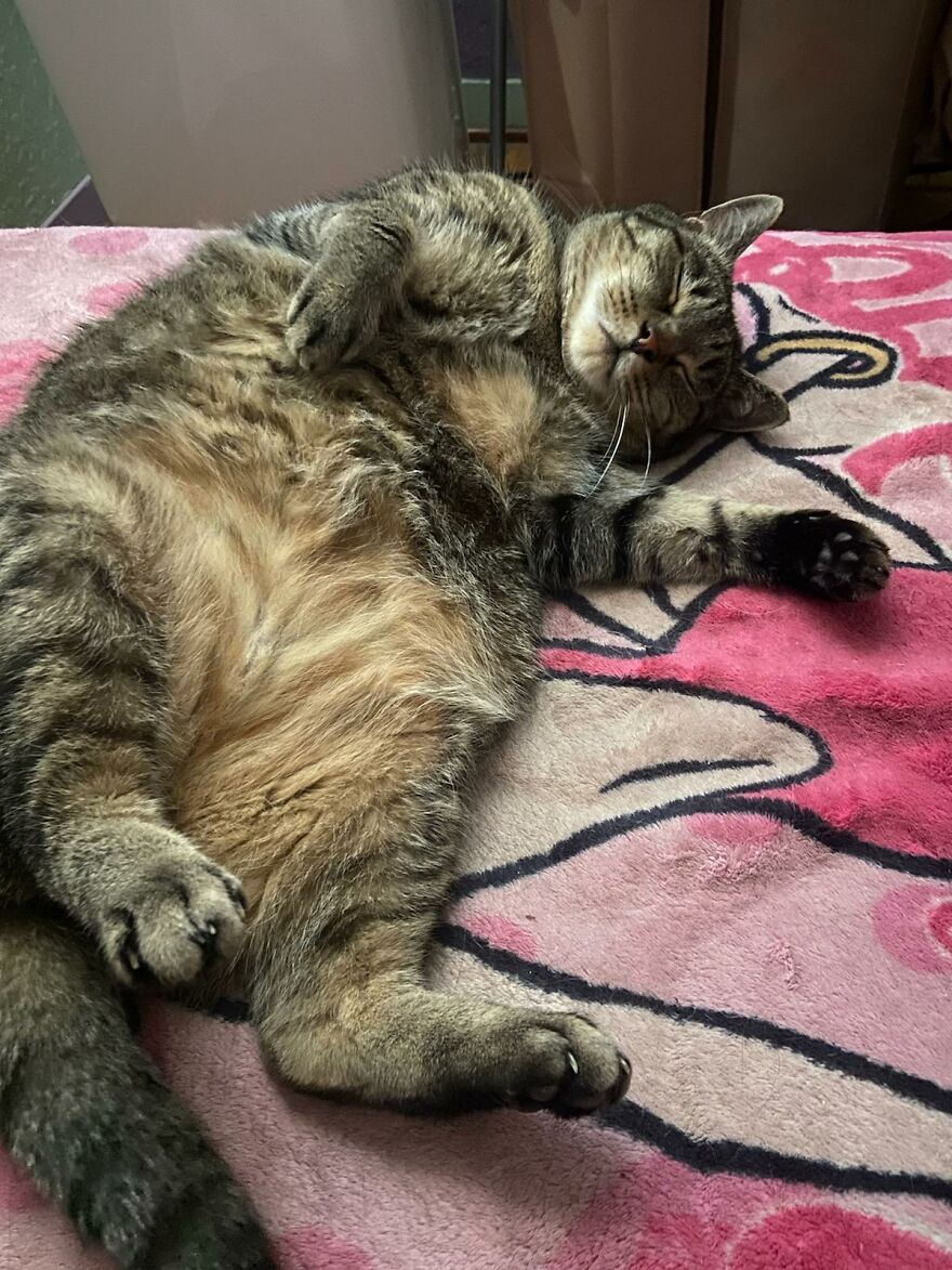 Not Crazy Cat Lady Not Crazy Cat Lady