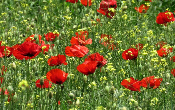Blooming Poppies, For Me The Most Beautiful Sight From The Spring Meadows 😍