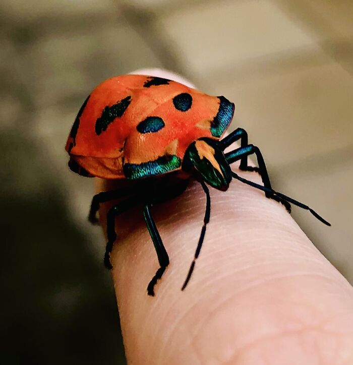 Cute Bug In My Finger, I Dub Him Frank