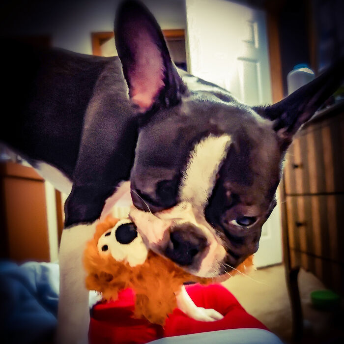 Wanna Tug My Bear? (Wink Wink.) Love Walkies& Wakin The 'Rents Up At 3am W/ Licking Sounds. Stubborn & Sassy But Love To Cuddle. Hmu