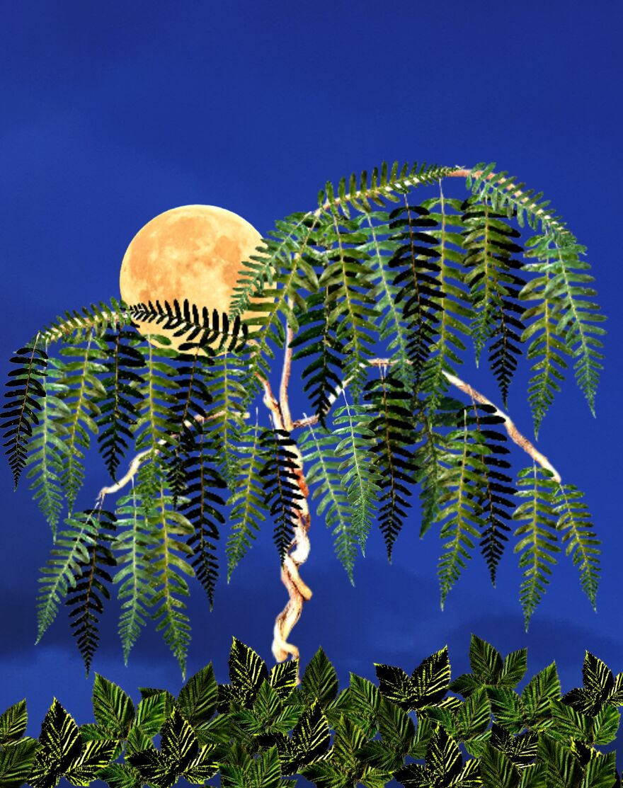 Willow Tree Digital Art