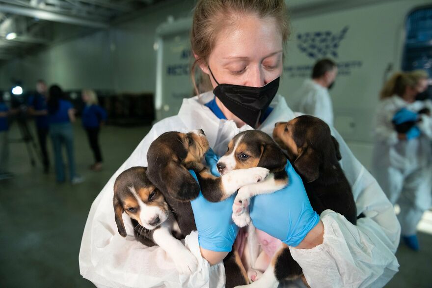 "They Don't Know What Grass Is": Over 4000 Beagles Got Rescued From A Medical Facility, And Now They Are In Dire Need Of New Homes