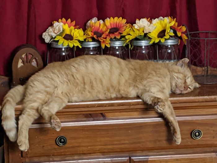 This One Bit Me Once When He Was Scared While At A Free Rabies Shot Clinic And My Left Hand Got Really Swollen And I Couldn't Bend My Fingers. I Had To Call My Manager On Monday And Tell Her I Couldn't Work That Day Because I Couldn't Use My Hand Plus I Write Left Handed So I Wouldn't Have Been Much Use To Her Anyway