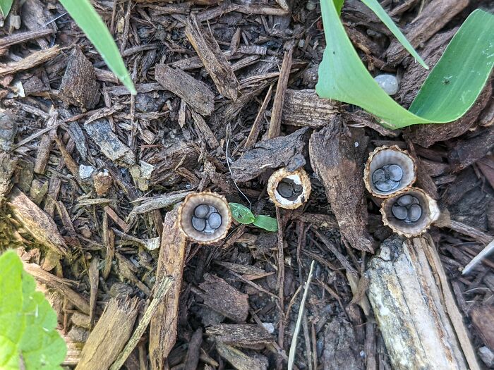 Had To Explain To The Staff At My Special Therapeutic School As I Was Helping Set Up The Behavior Reward Raffle For The Younger Kids That Girl In Pieces Is A Particular Awful Book Choice For The Setting. I Have No Pictures From There Because Hipaa So Here's A Cool Fungus I Found Instead