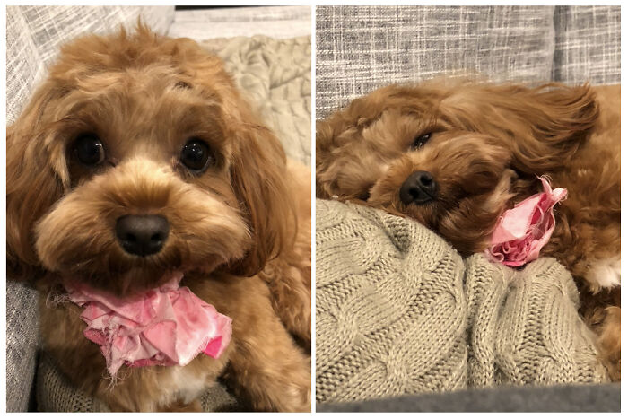 Meet Baylee Our Redhead.do Not Judge A Book By Its Cover They Say! Being Adorable Is Hardwork!