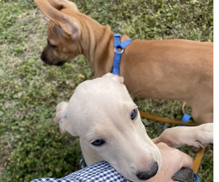 Meet Floppa One And Two