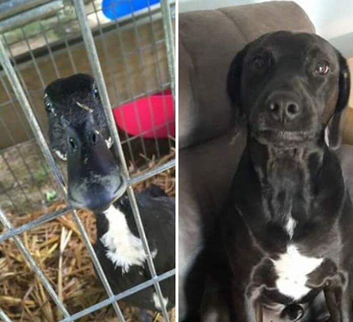 When I Met My Dog Buddy's Duck Twin. Duck Buddy