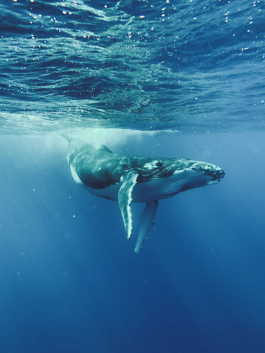 3rd Place, Animals - Tran Hieu