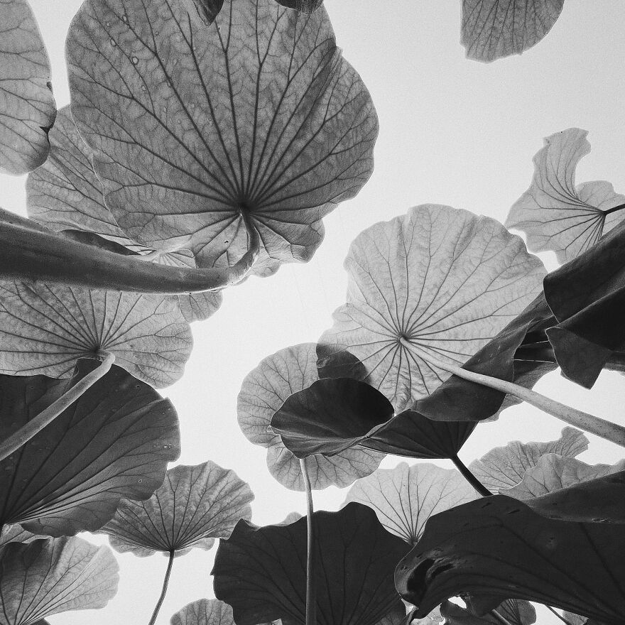 3rd Place, Nature - Chuan Mu