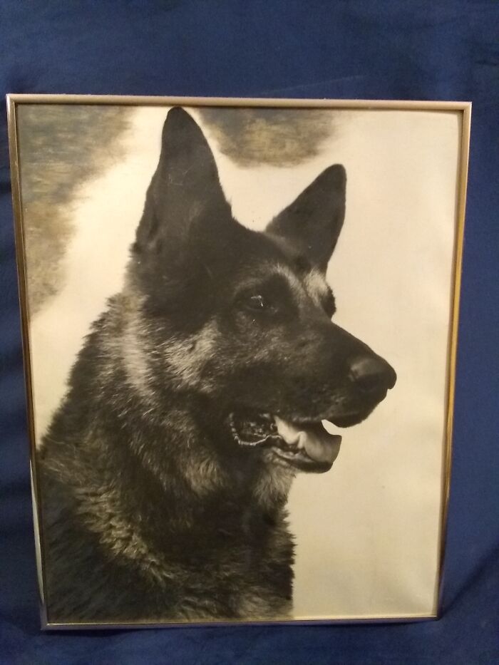 This Is Charlie, My Husband's Grandmother's Dog Way Back When. All My Dh Remembers Is Charlie Eating His Slippers When He Was A Toddler. It's A Picture On A Canvas, Painted Over By Said Gm