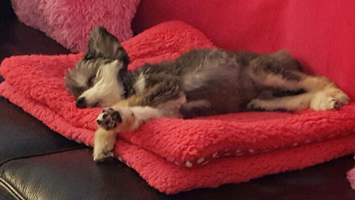 It's Exhausting Being As Cute As Willi