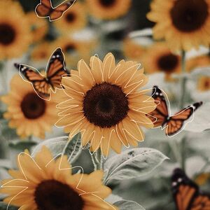 caitlinjfenton_1 avatar