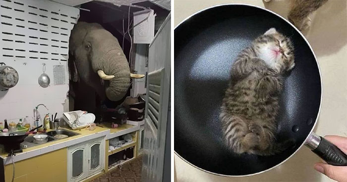 35 Times People Spotted Animals In Places They Shouldn’t Have Been And Submitted Pics To This Twitter Account