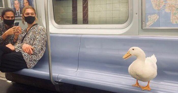 35 Times People Spotted Animals In Places They Shouldn’t Have Been And Submitted Pics To This Twitter Account35 Times People Spotted Animals In Places They Shouldn’t Have Been And Submitted Pics To This Twitter Account