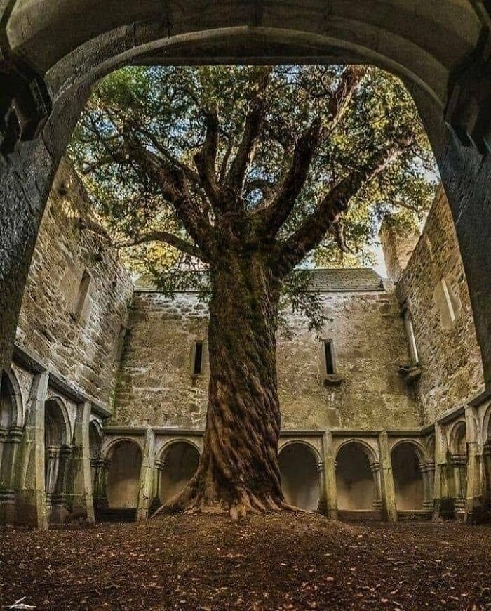 Un hermoso árbol que transformó este sitio abandonado en un jardín secreto, en Irlanda