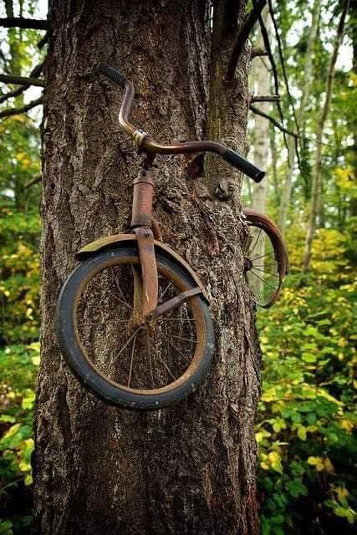 A Man Left His Bike Chained To A Tree When He Left For Wwi In 1914 And He Never Came Back For It