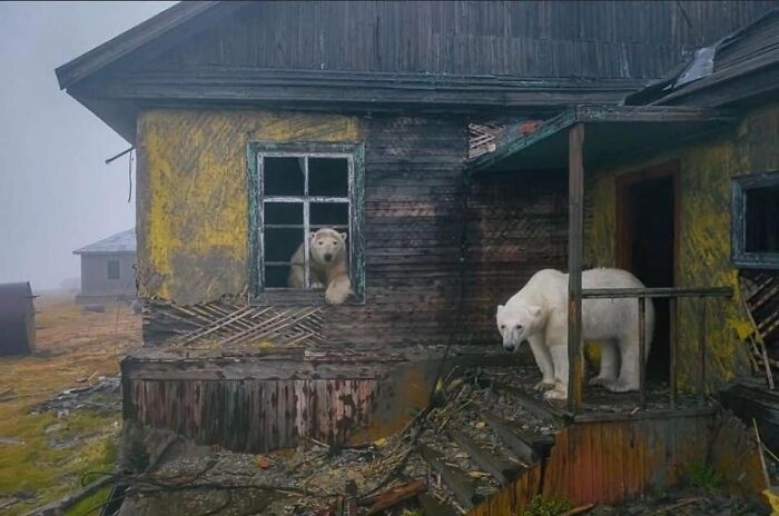 Osos polares en una estación meteorológica soviética abandonada en la isla Kolyuchin, por Dmitry Kokh