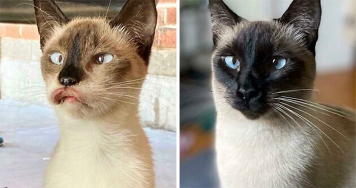 40 Personas comparten cómo han cambiado sus queridos gatos desde que los adoptaron (fotos nuevas)