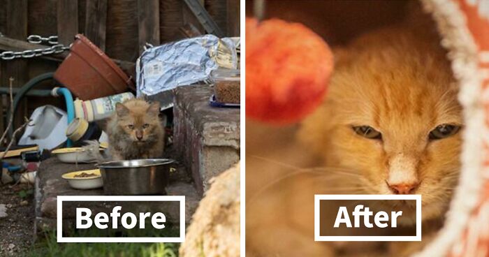 50 People Share How Their Beloved Cats Have Changed Since Being Adopted (New Pics)