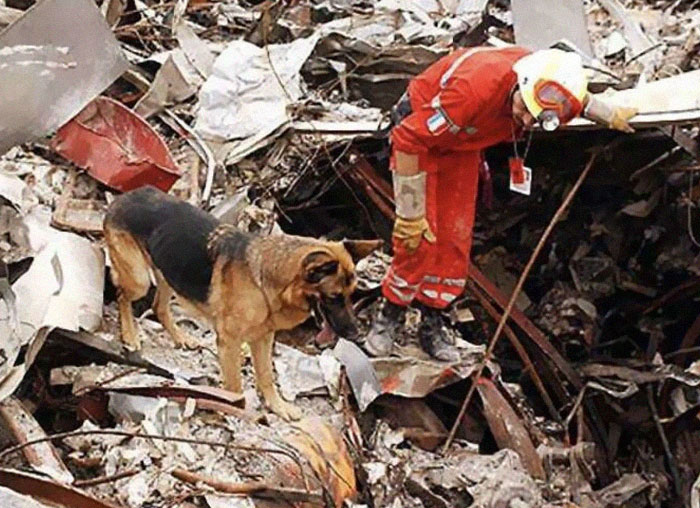 Depressed 9/11 Rescue Dogs