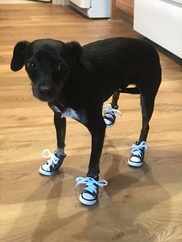 This Is Bos'n Getting Ready For Hot Sidewalk Season