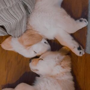 kaylamitchell avatar