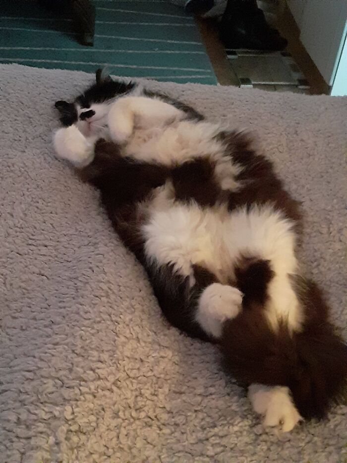 And The Trap Is Set - The Temptation To Touch That Fluffy Tummy !!!!! Never A Good Idea !!