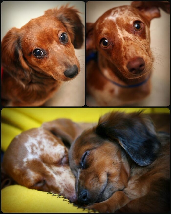 Peanut (Top Left) And Buttercup (Top Right). I Lost Them Both In 2017 And It Still Tears Me Up