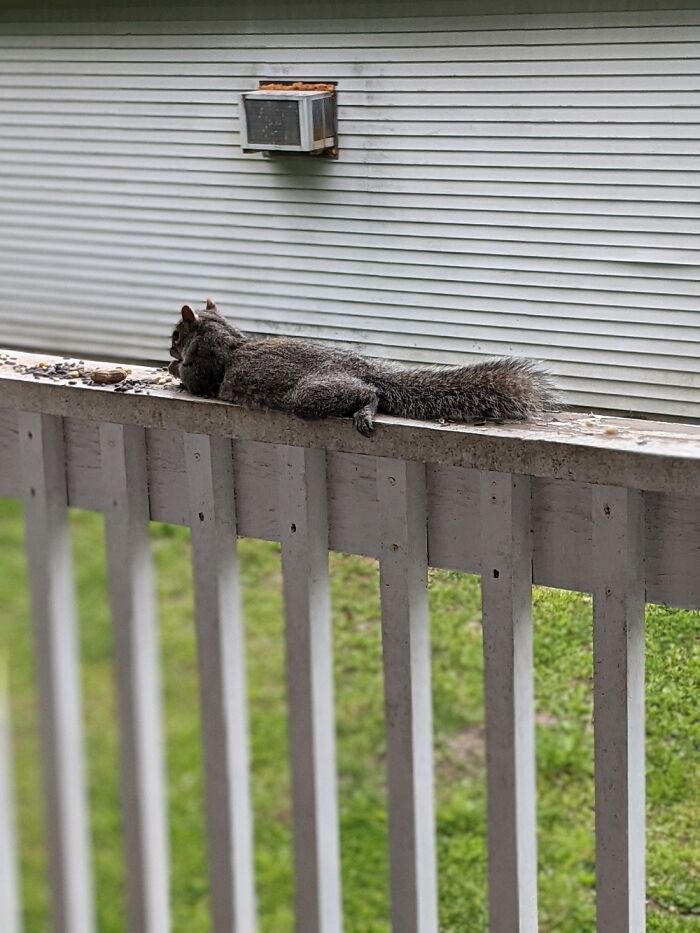Laziest Squirrel In Maine