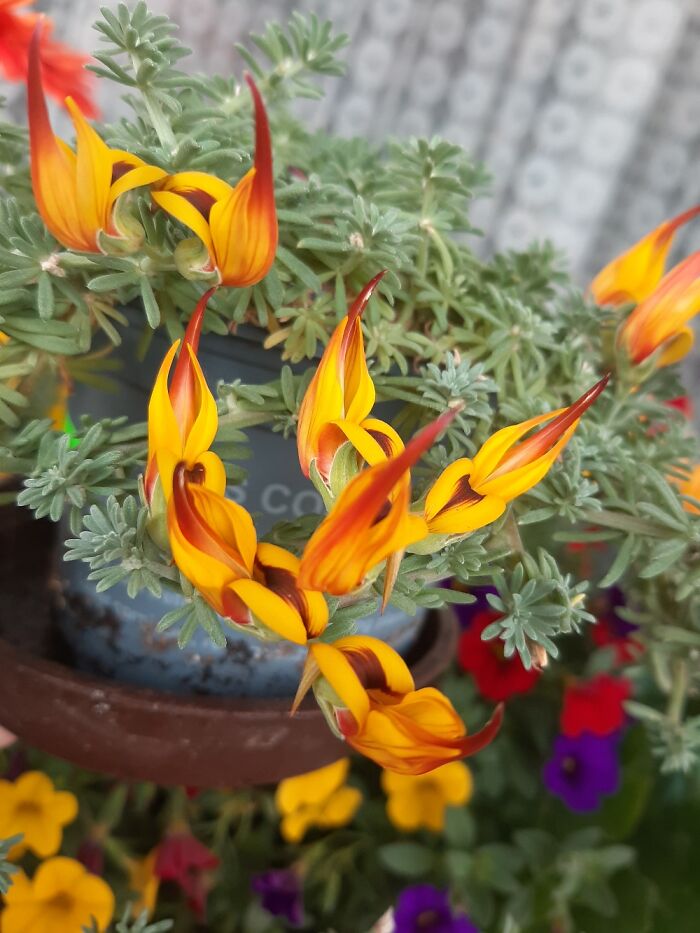 Can Anyone Identify This Plant That Looks Like Flames?