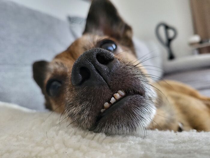 This Is Ioska. He Likes To Supervise His Mommy When She Works From Home