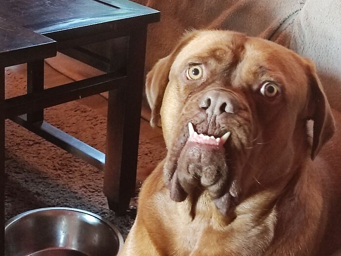 We Get To Take Care Of Max When His Owners Are Out On A Vacation. We Call Him Mr. Little Teeth