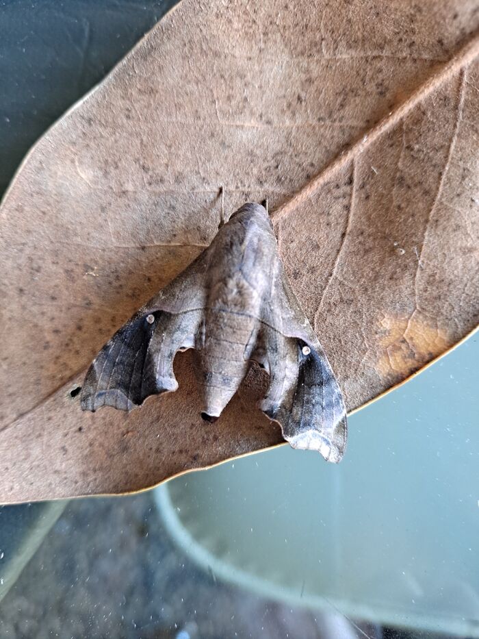 What Kind Of Moth Is This? Its Butt Curves Up Some