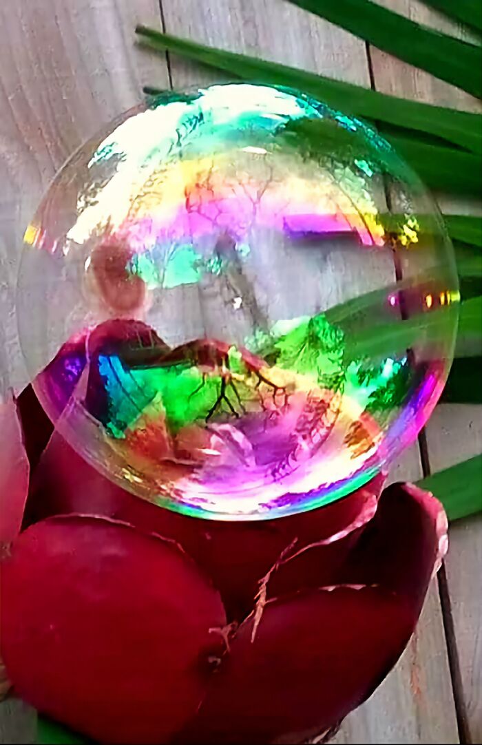 Bubble & Rose #bubbles By Randa