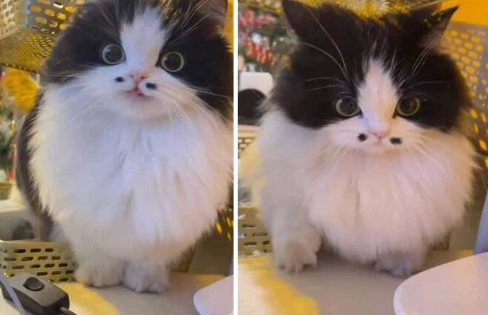 Small cute cat with his tongue out 