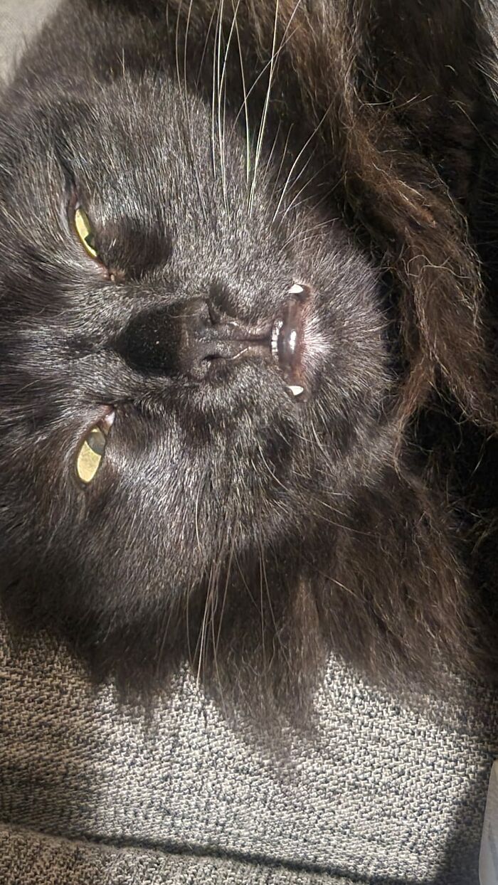 Derpy black cat enjoying sun light 
