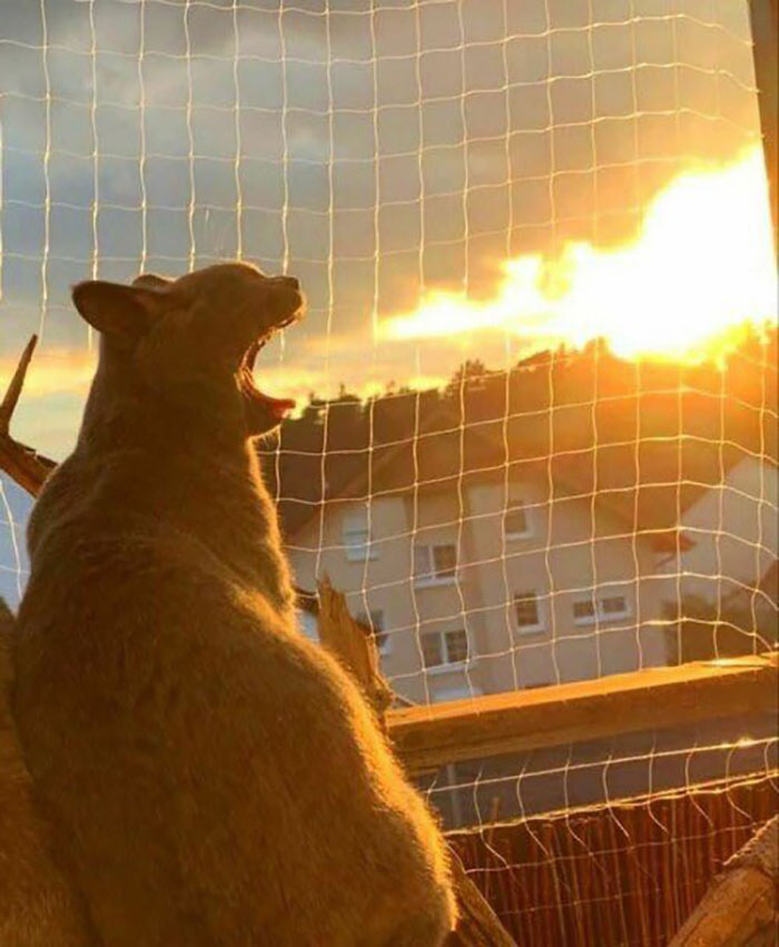 Cat yawning and sun setting in the back at the same time 