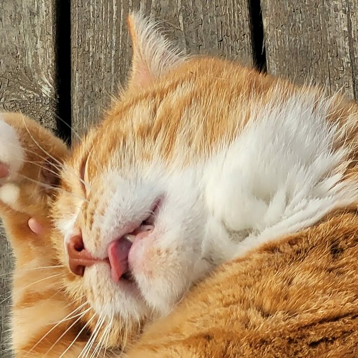 Ginger cat sleeping while her tongue is out 