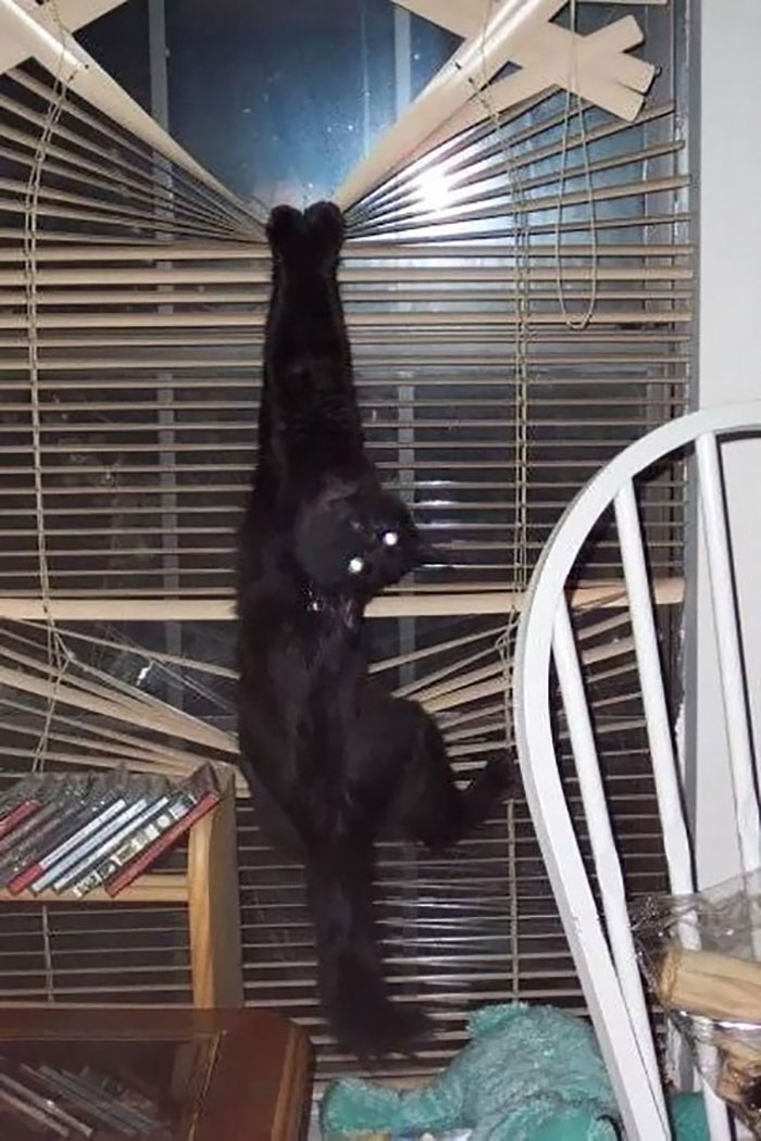 Black cat holding on window blinds 