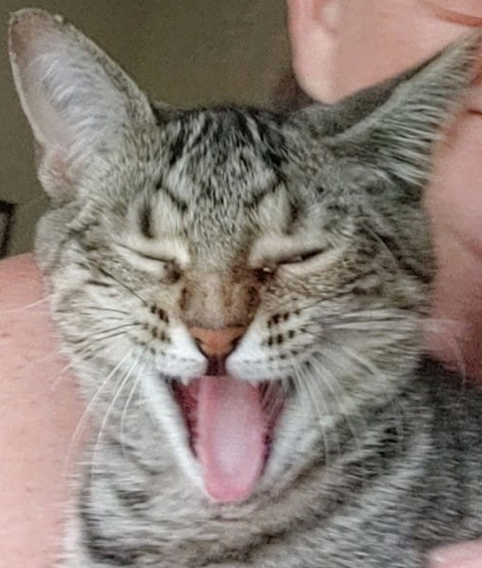 Grey cat yawning 