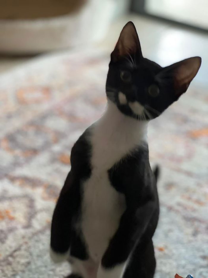 Black and white cat standing on two legs 
